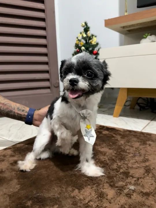 Doação shitszu macho 