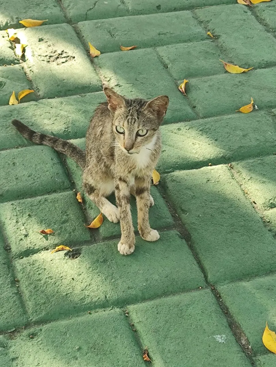 Gato filhote PRECISANDO DE UM LAR.