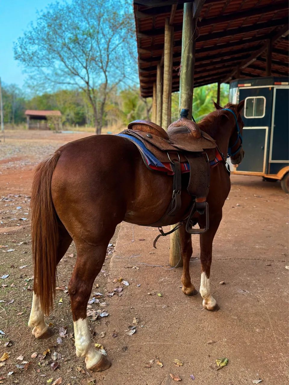 Cavalo 