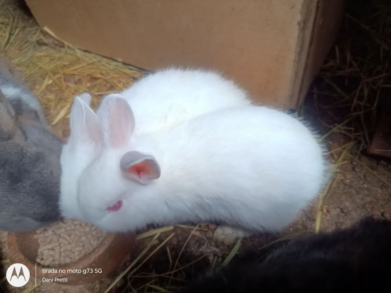 Coelho Netherland Dwarf Mini