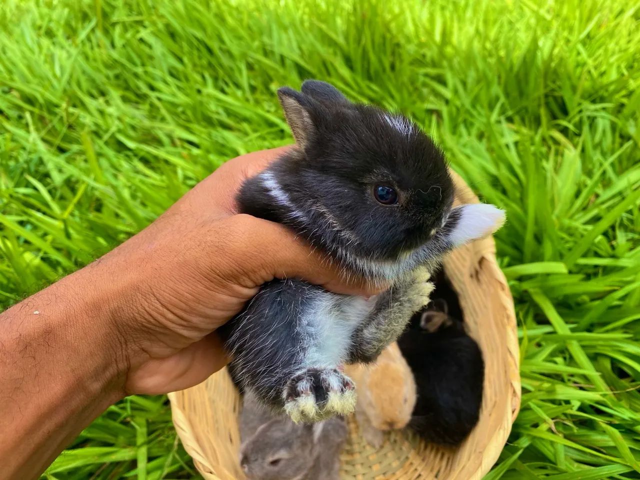 Mini netherland black otter coelho anão Show femea na Promo 