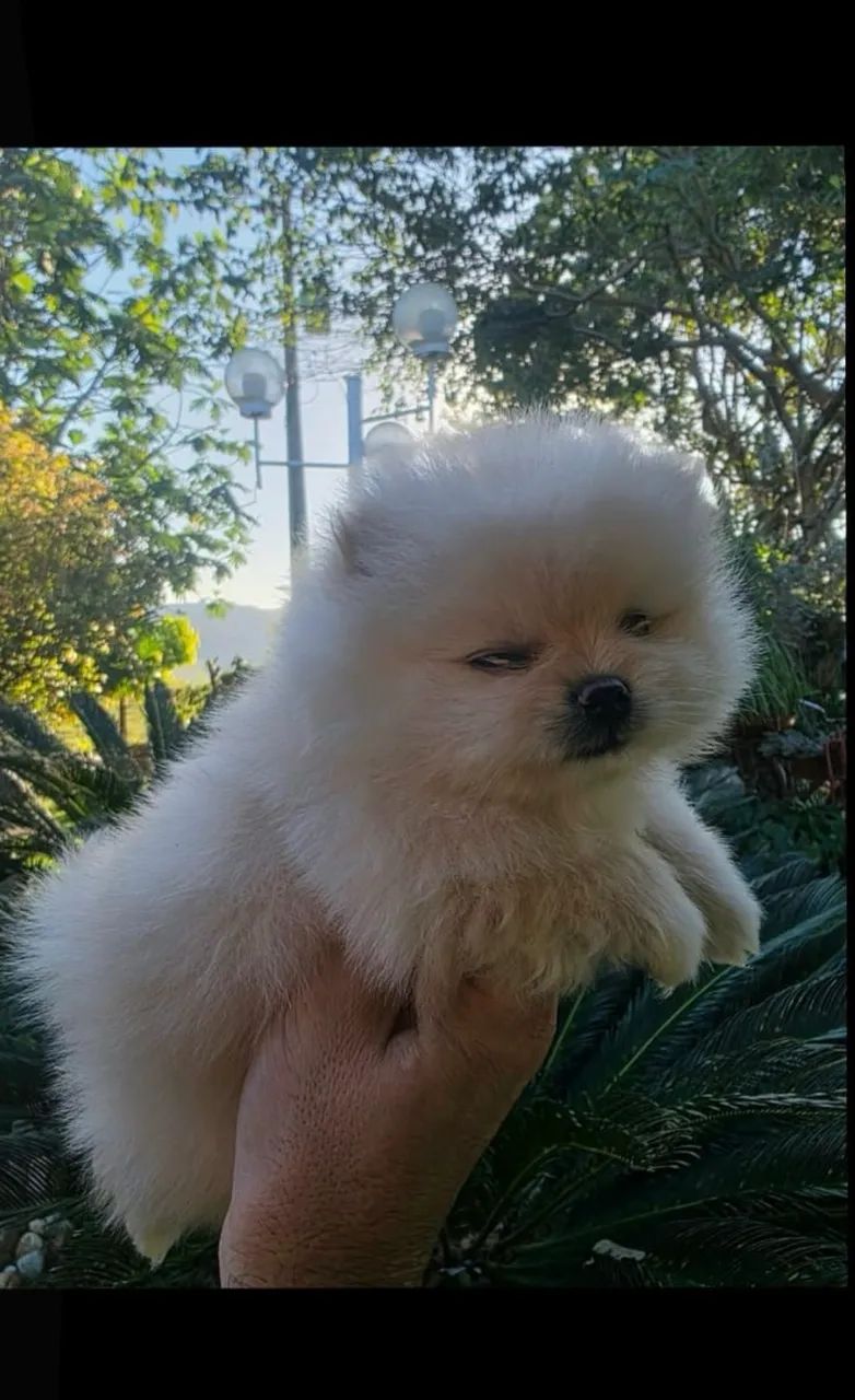 Lulu da pomeranea dócil  - Foto 3