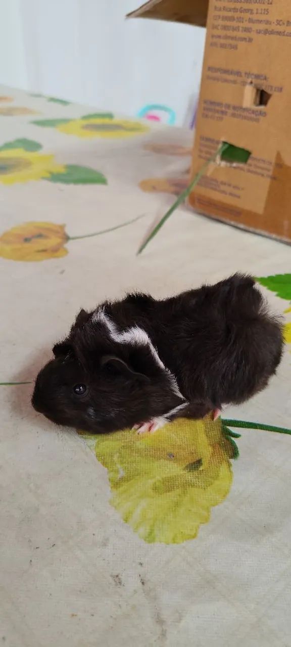Porquinhos da Índia