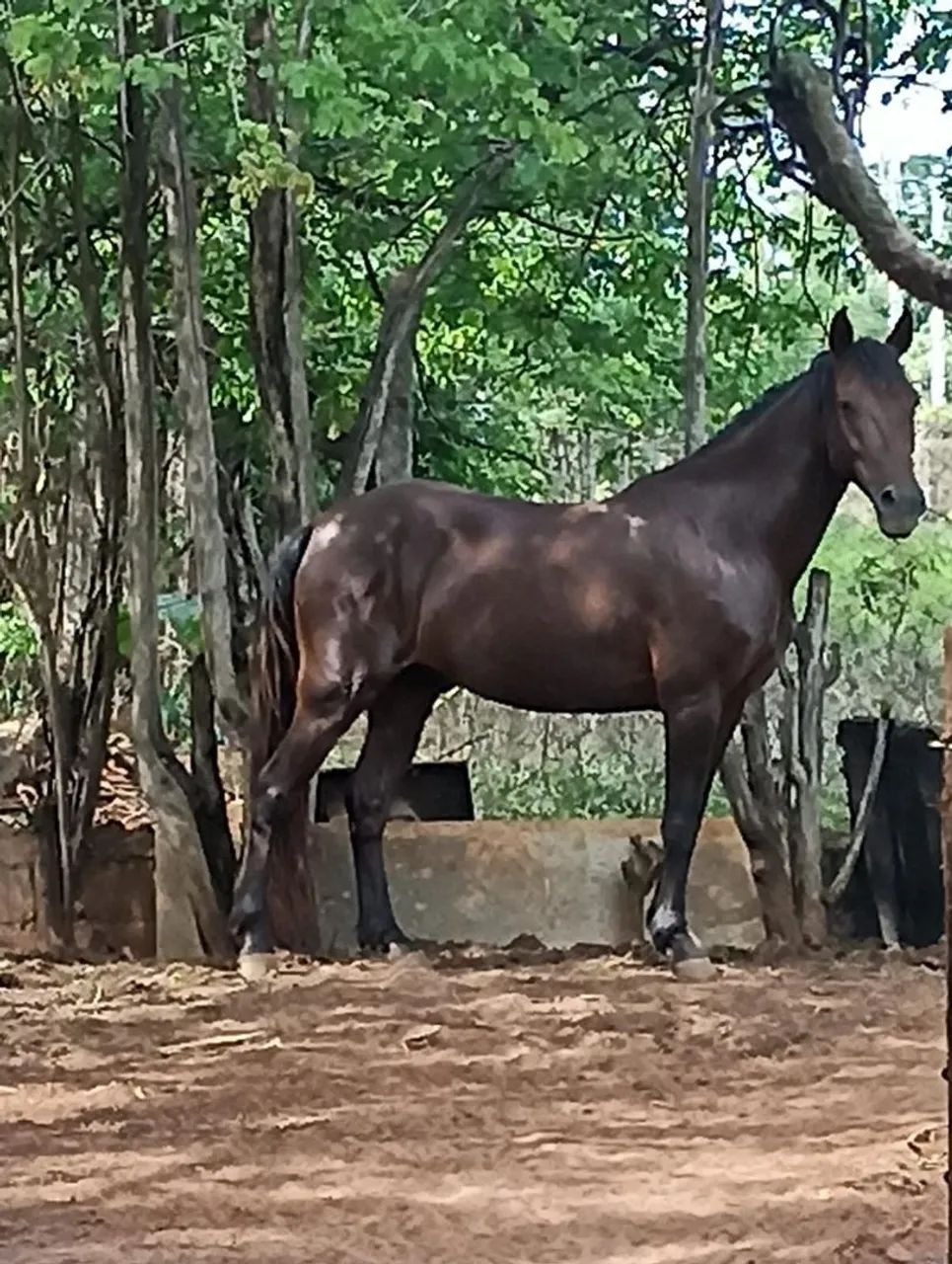 Cavalo marcha batida pra pessoas exigentes  - Foto 3