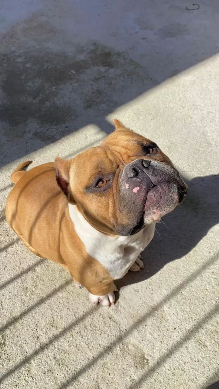 American bully 