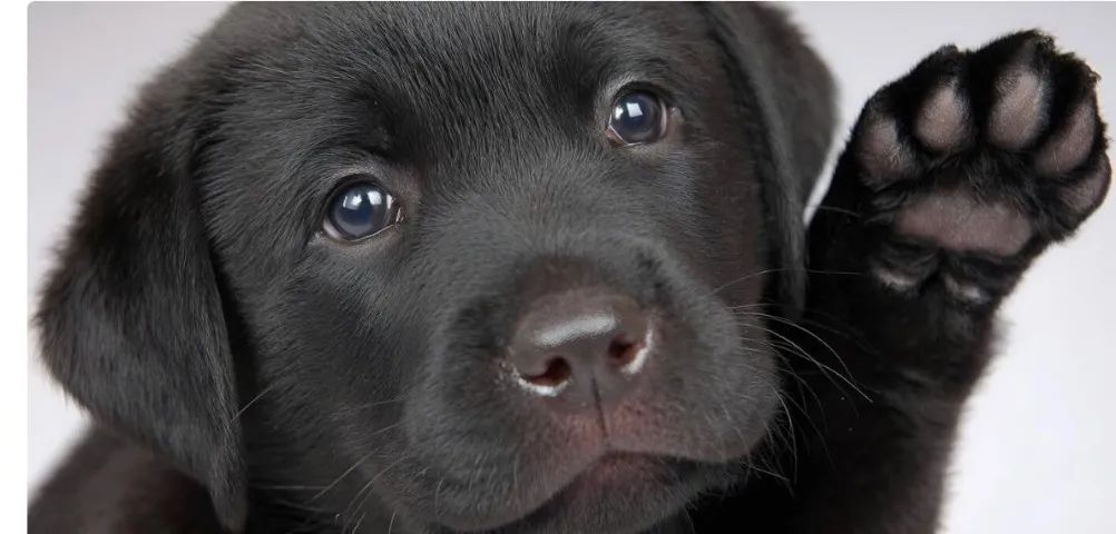 Labrador super amigavel