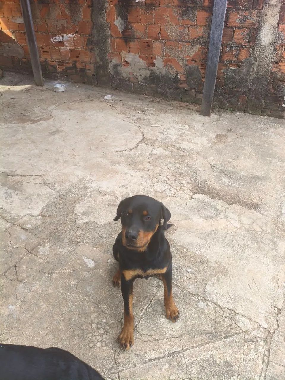 Macho para cruza - Foto 3