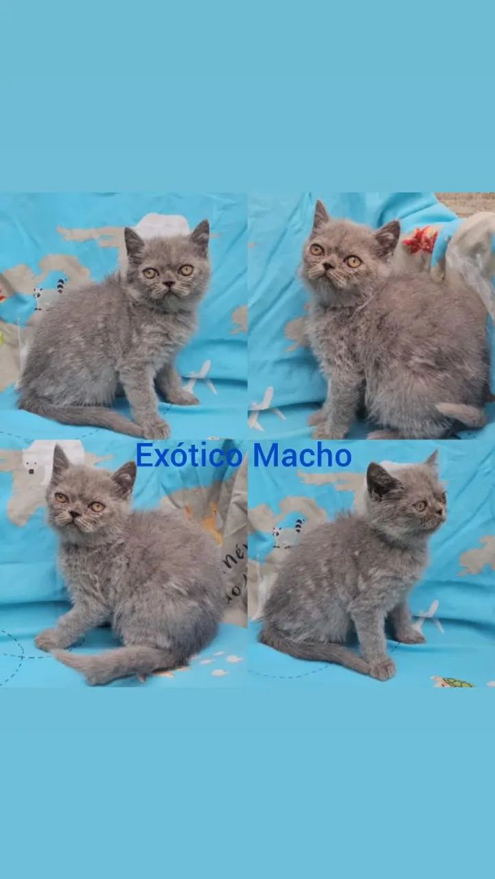Persas, Exóticos e Himalaios Filhotes - Gatil BSB Cat  - Foto 4