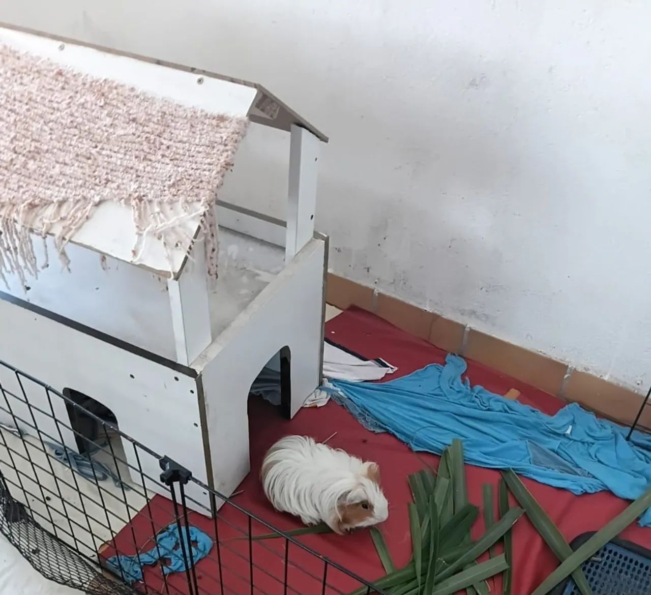 Porquinho da india macho 