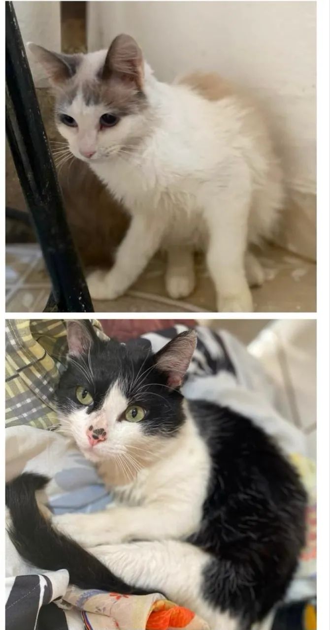 Doa-se Gatos