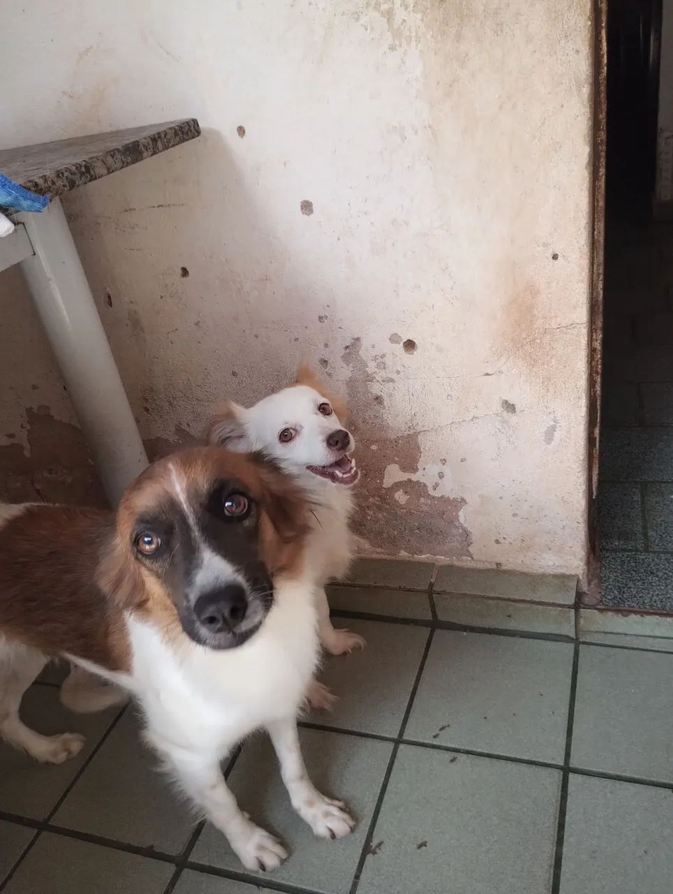 Doação de cachorras  NINA E BELINHA  - Foto 3