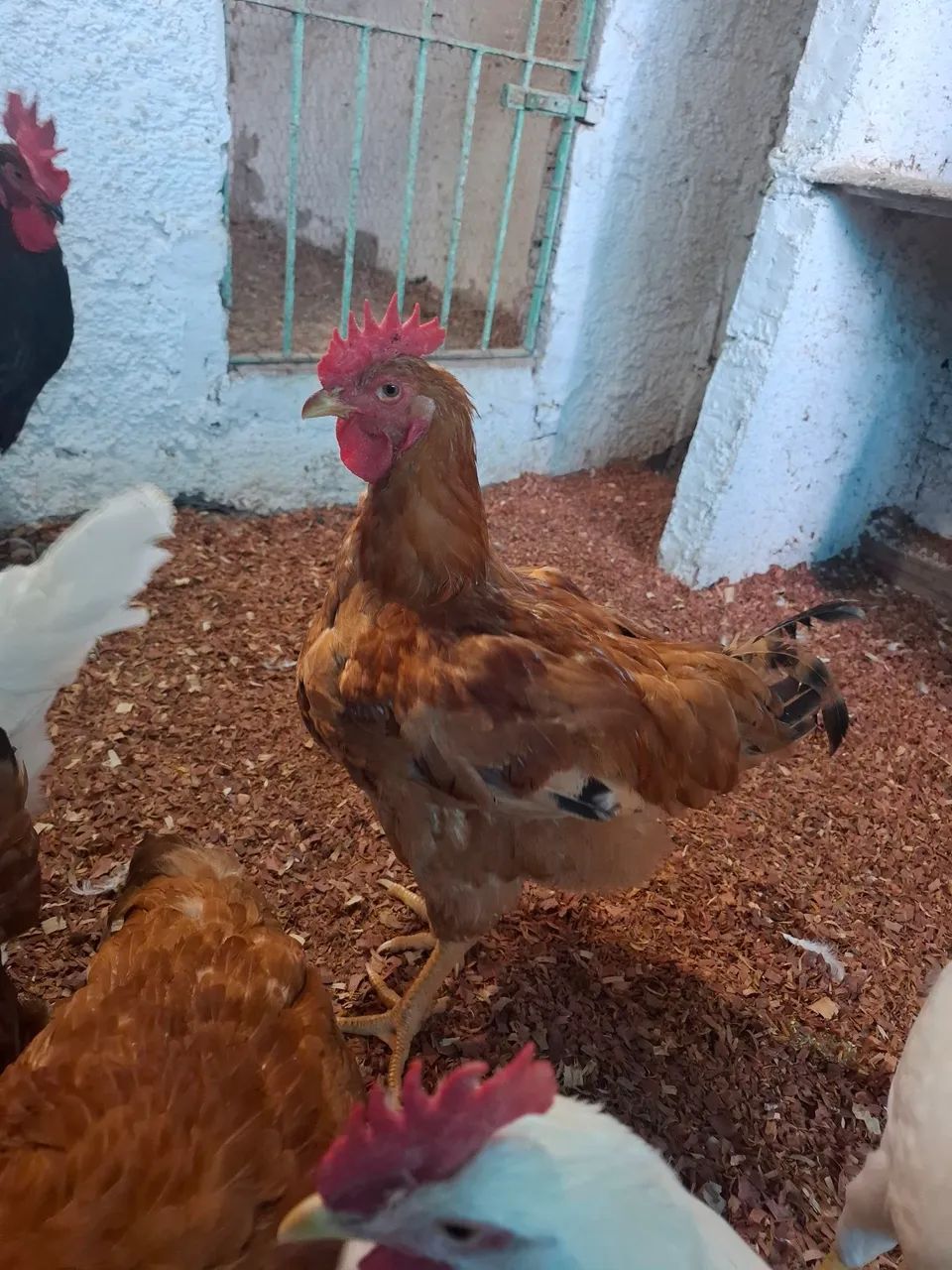 Vendo galo ?  - Foto 6