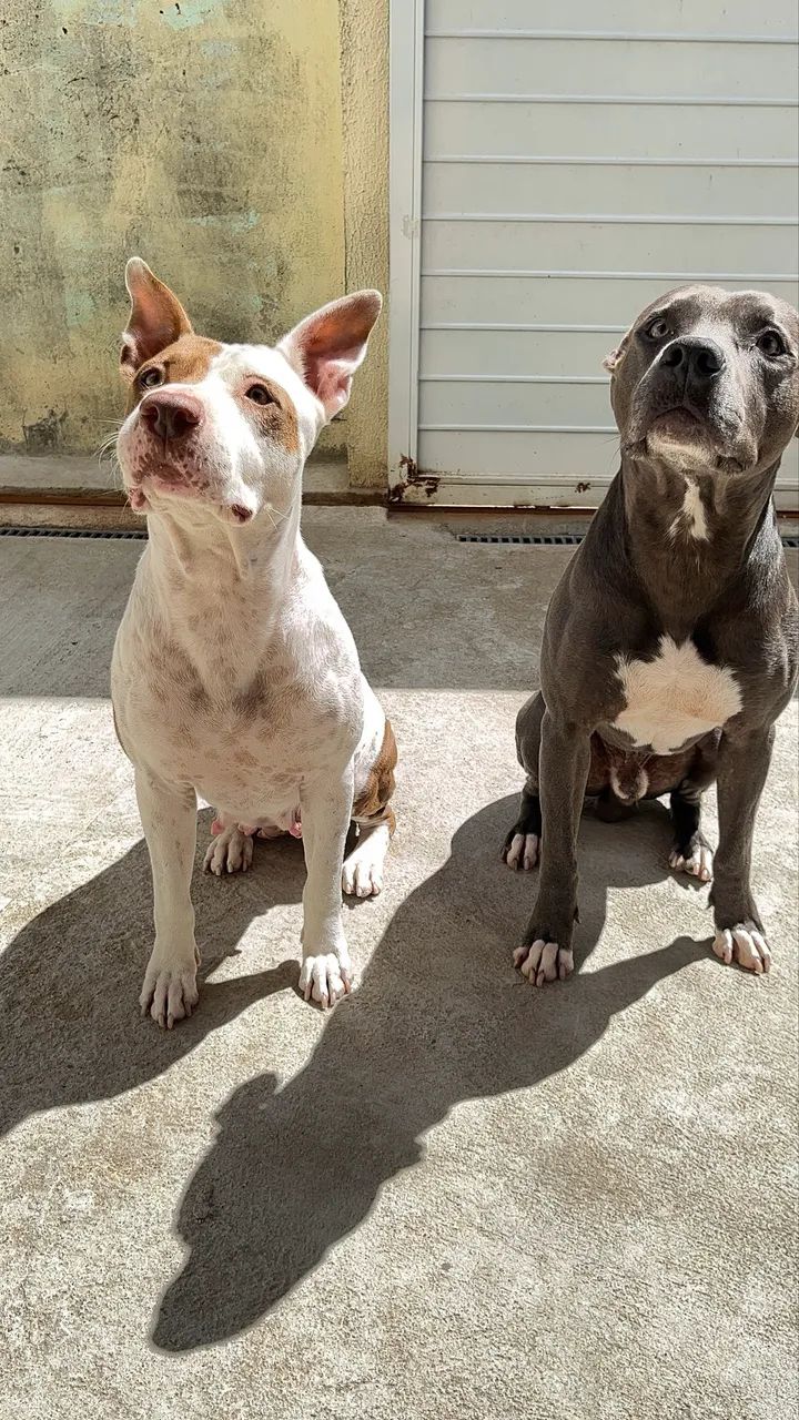 Filhotes de Pitbull  - Foto 5