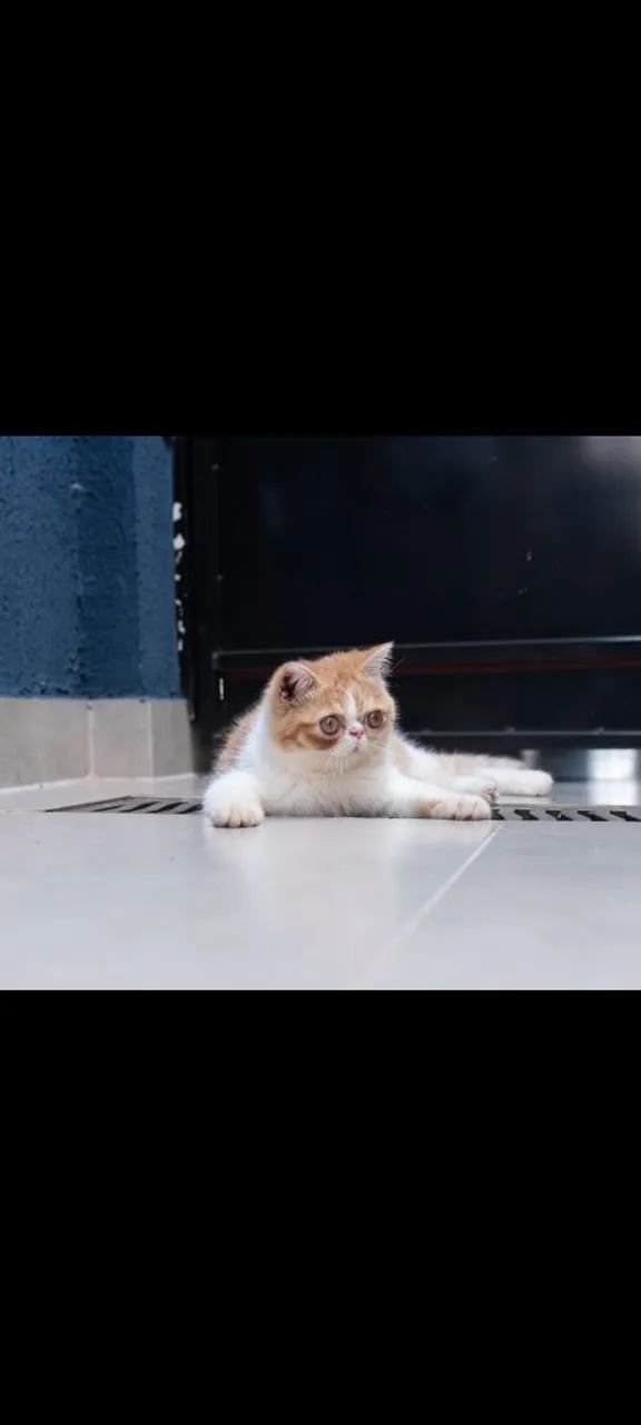 Gatos 