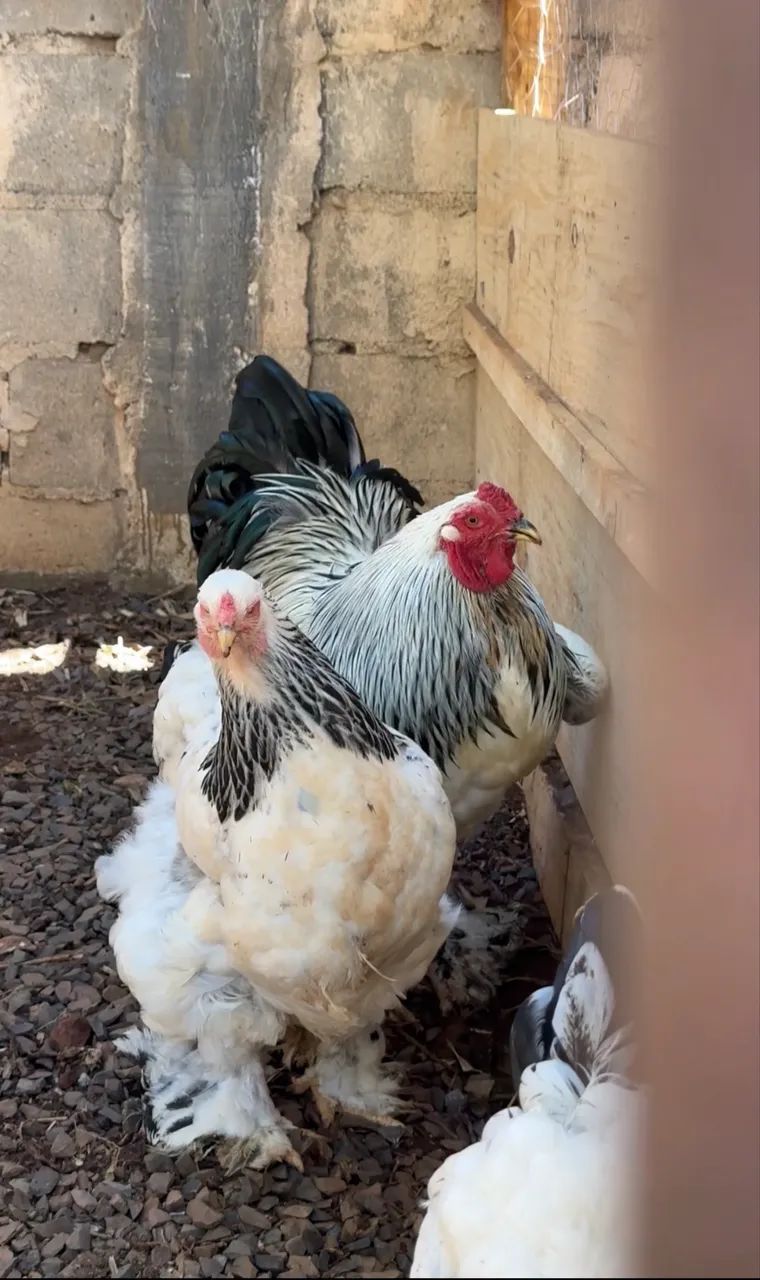Ovos Férteis Brahma Light  - Foto 2