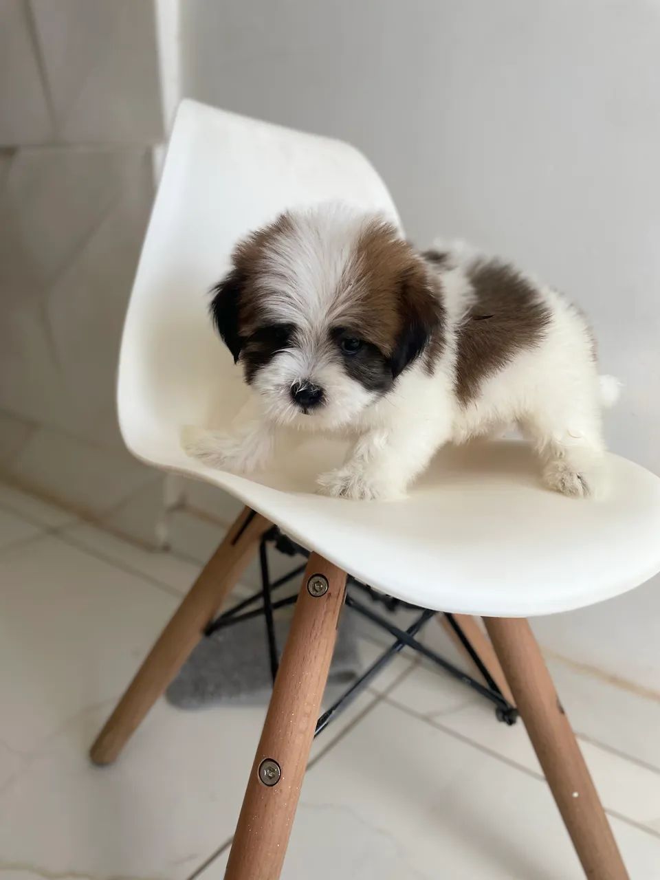 Shihtzu machinho - Foto 3
