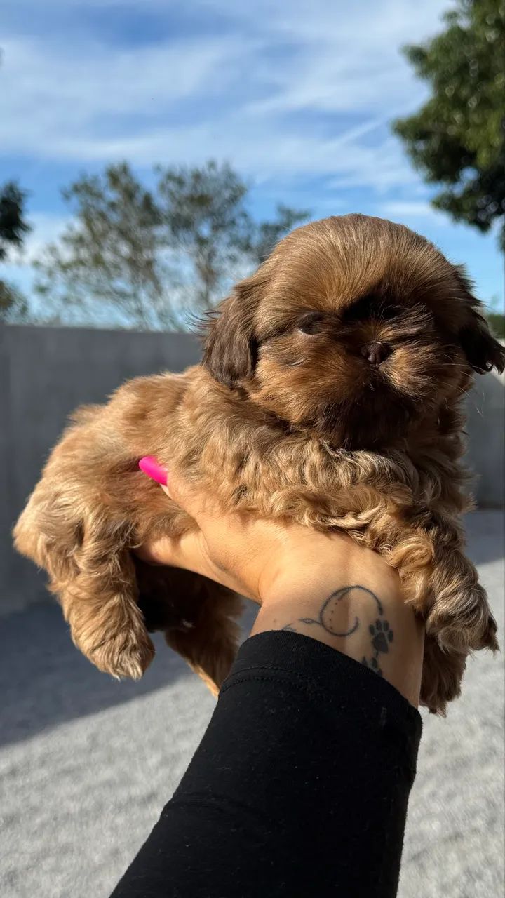 Shihtzus bebês  - Foto 5