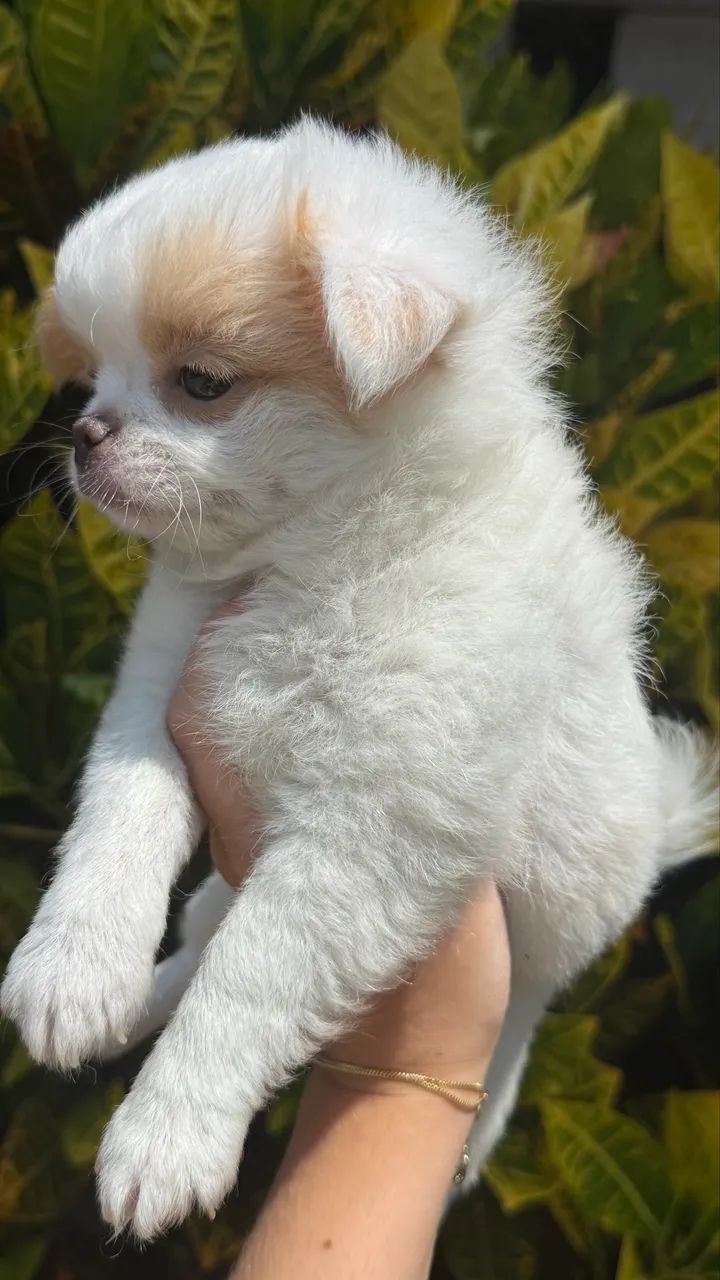 Chihuahua Macho Micro Pelo longo - Foto 2