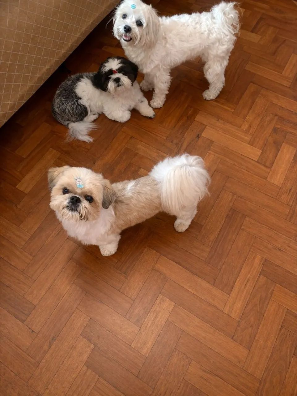 Hospedagem domiciliar pet  - Foto 2