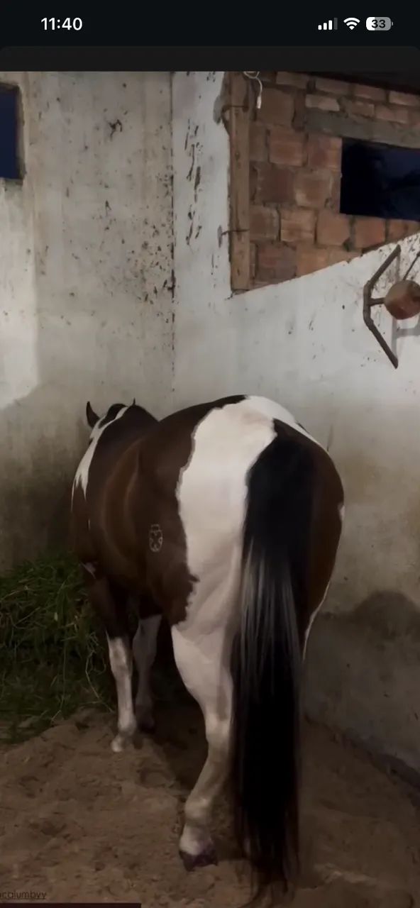 Cavalo Paint horse - Foto 3