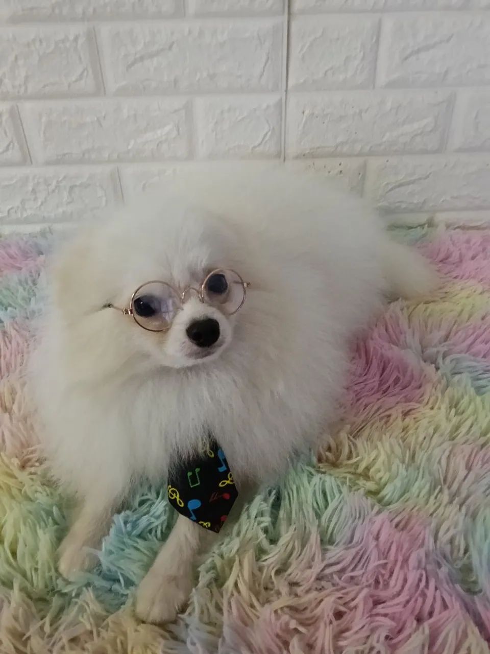 Lindo spitz macho com 9 meses - Foto 5
