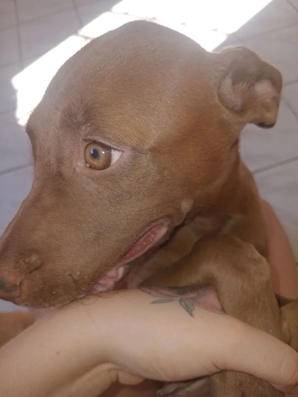 Pitbull  - Foto 2