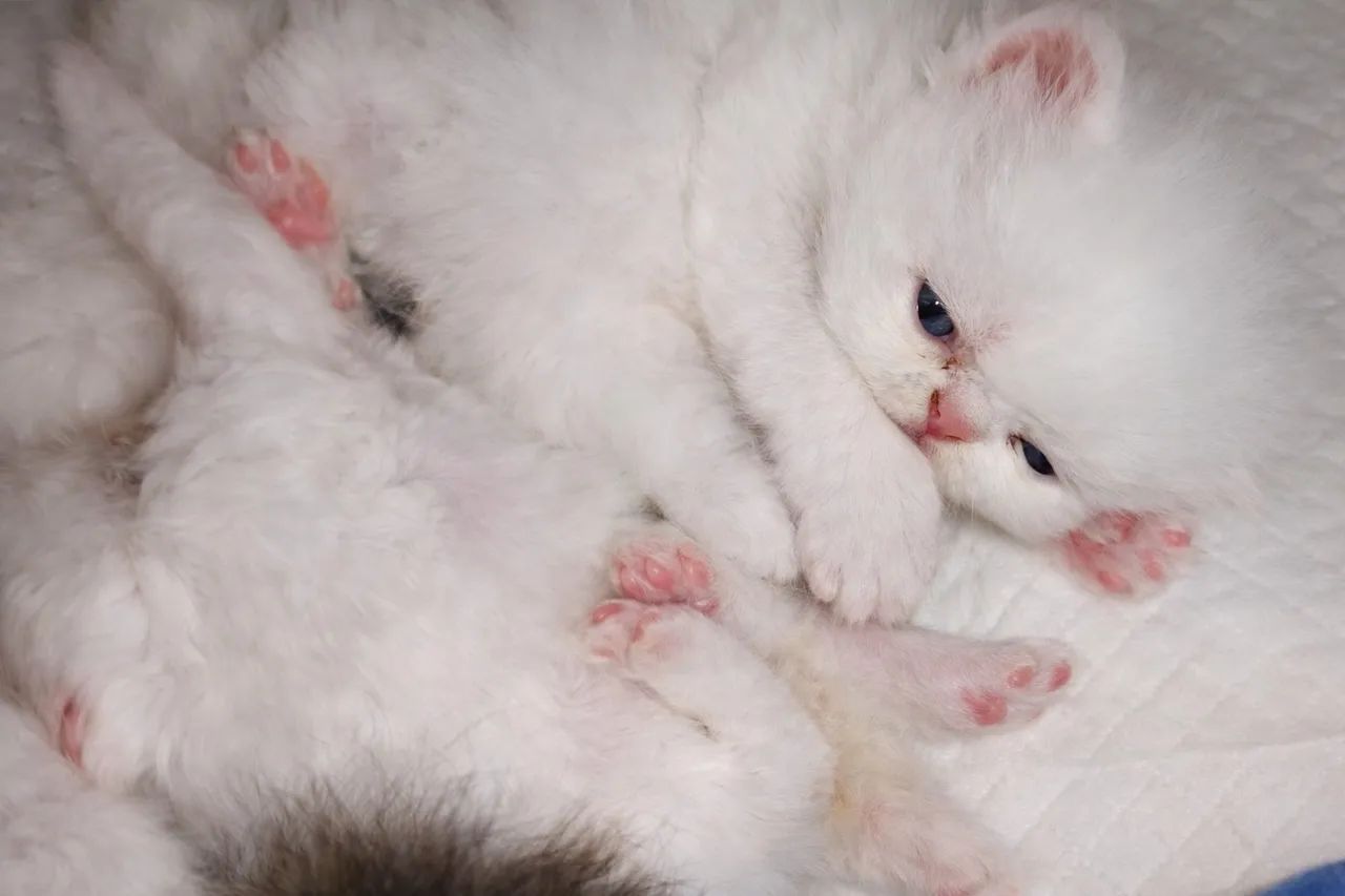 Gata persa hembra65203909154691122