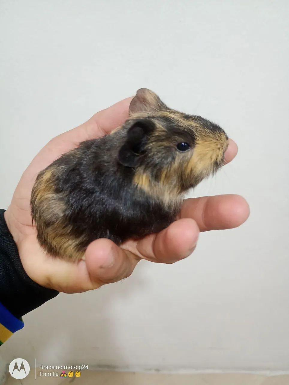 Porquinho da índia  - Foto 4