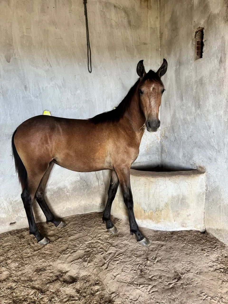 potro mangalarga  - Foto 3