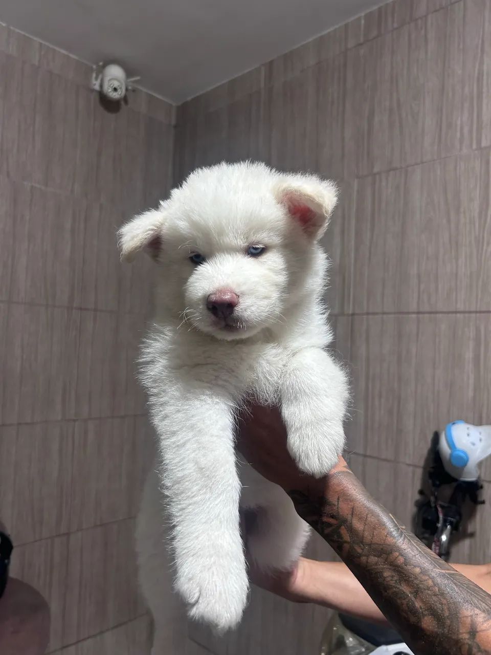 Husky siberiano  - Foto 2