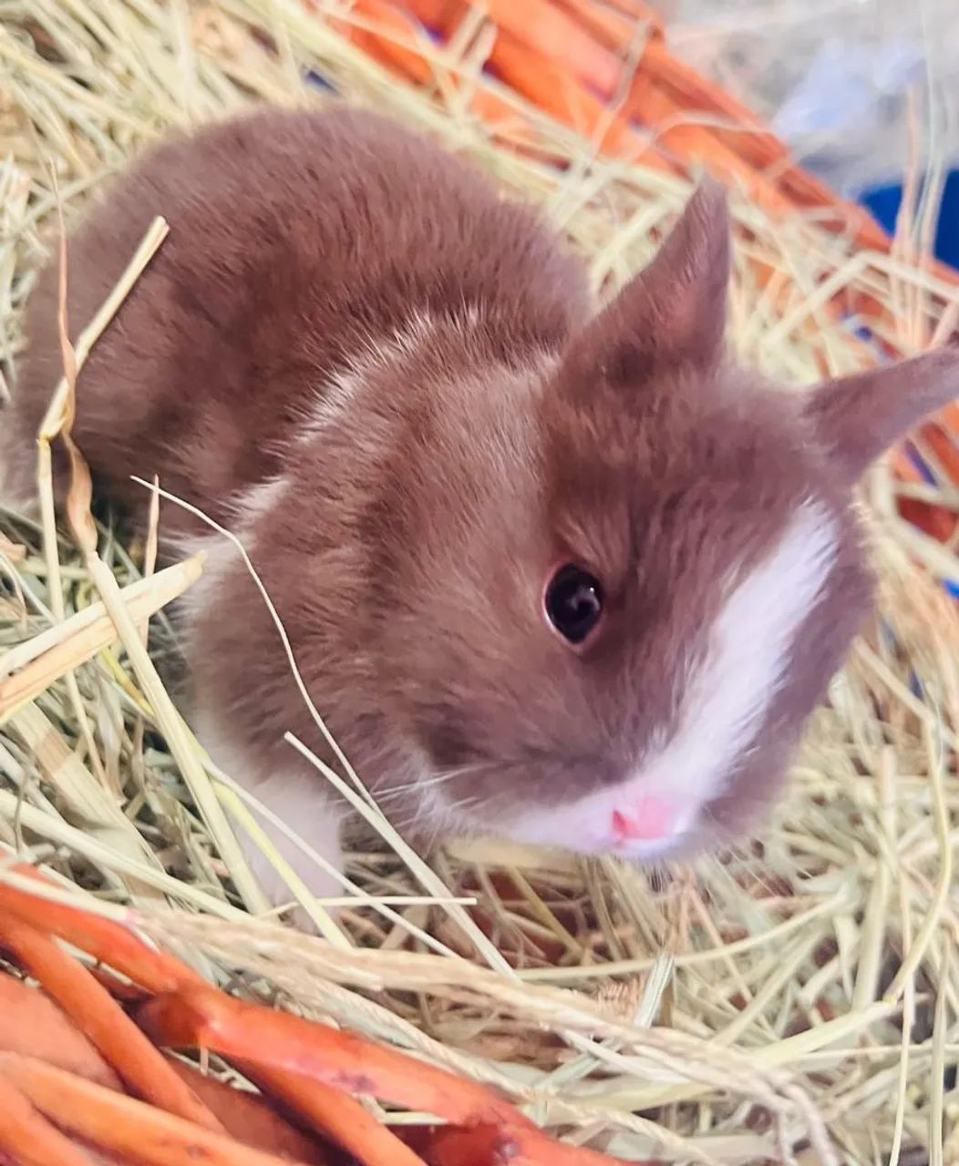 Mini Coelho