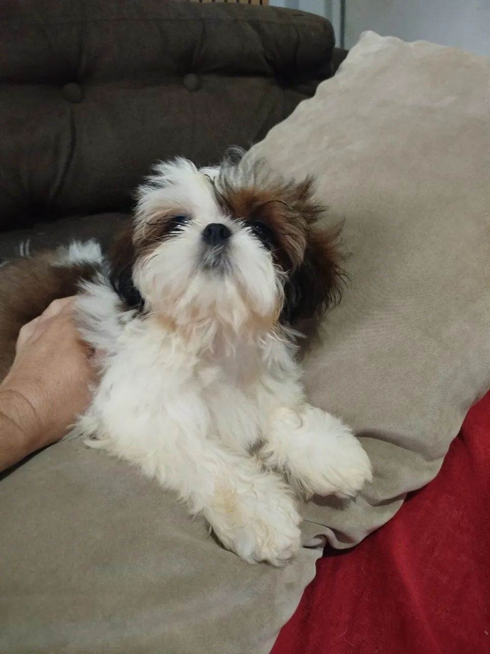 Cachorro 