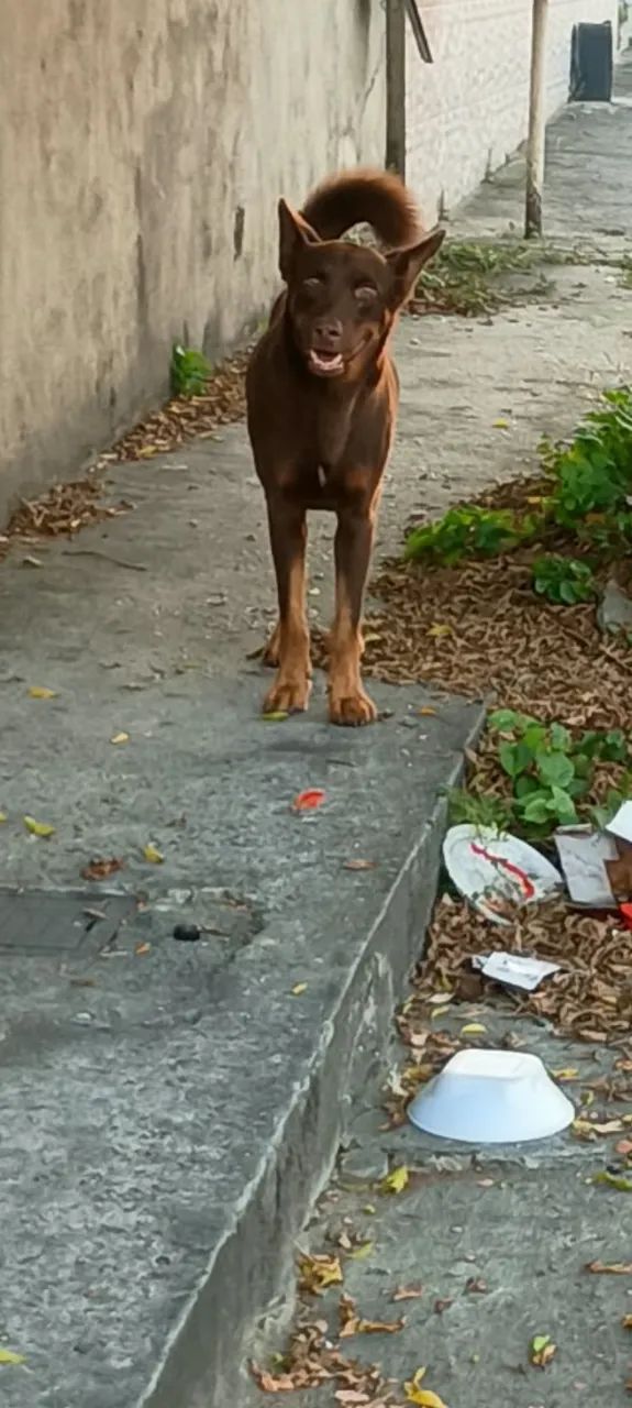 Doação responsável cão mestiço de poodle - Foto 5