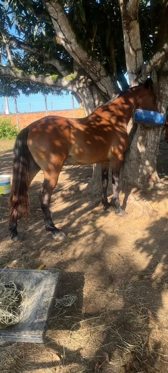 Cavalo bom de tudo  - Foto 2