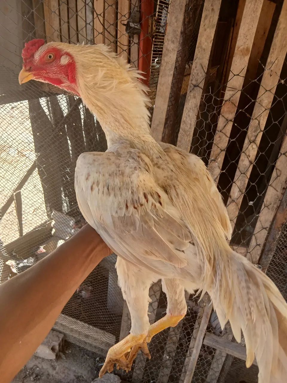 Aves saudáveis  - Foto 2