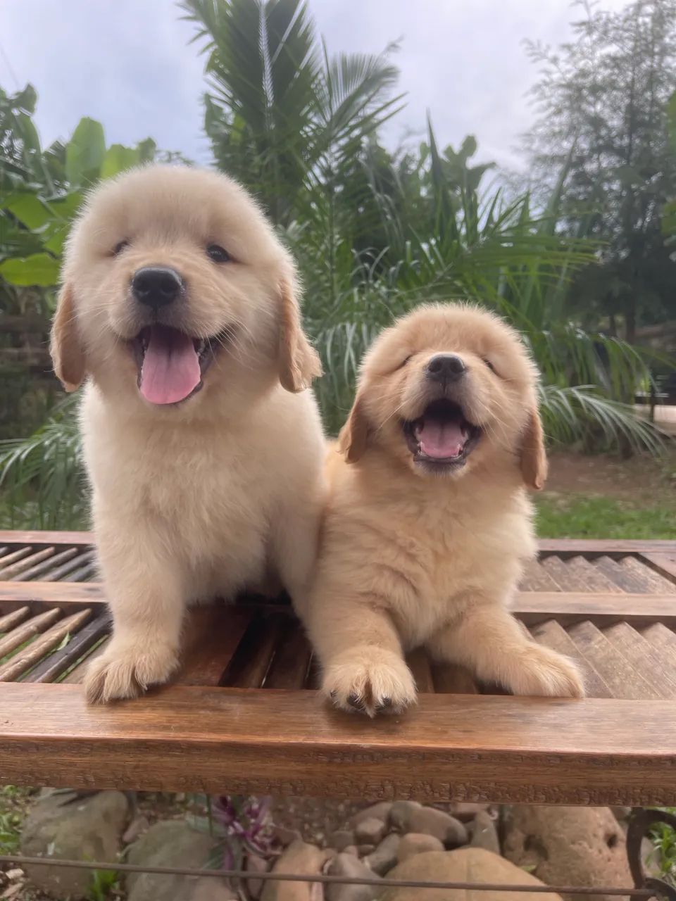 Golden Retrivier - Foto 2