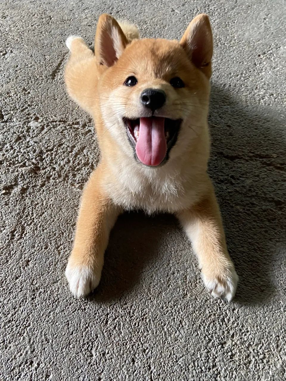 Shiba macho 