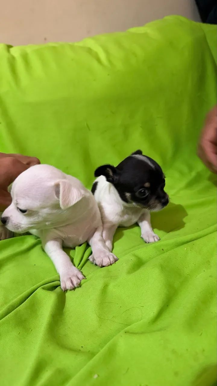 Pinscher - Foto 4