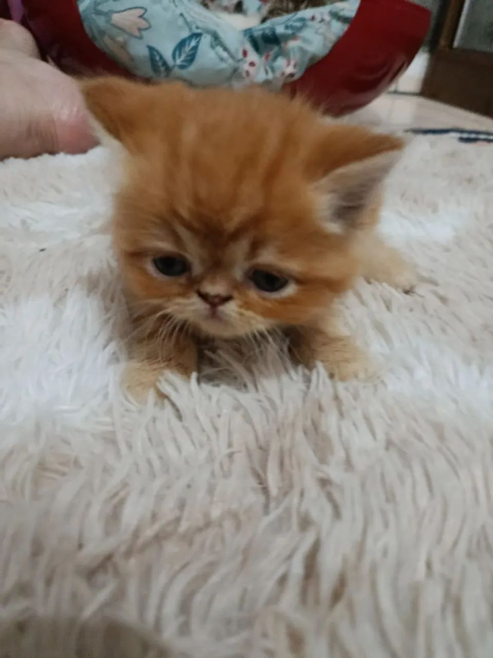 Gatos persa para reserva  - Foto 3