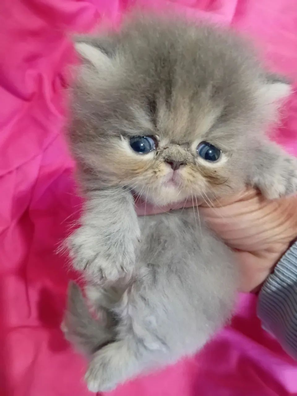 PERSAS FILHOTES RESERVA  - Foto 3