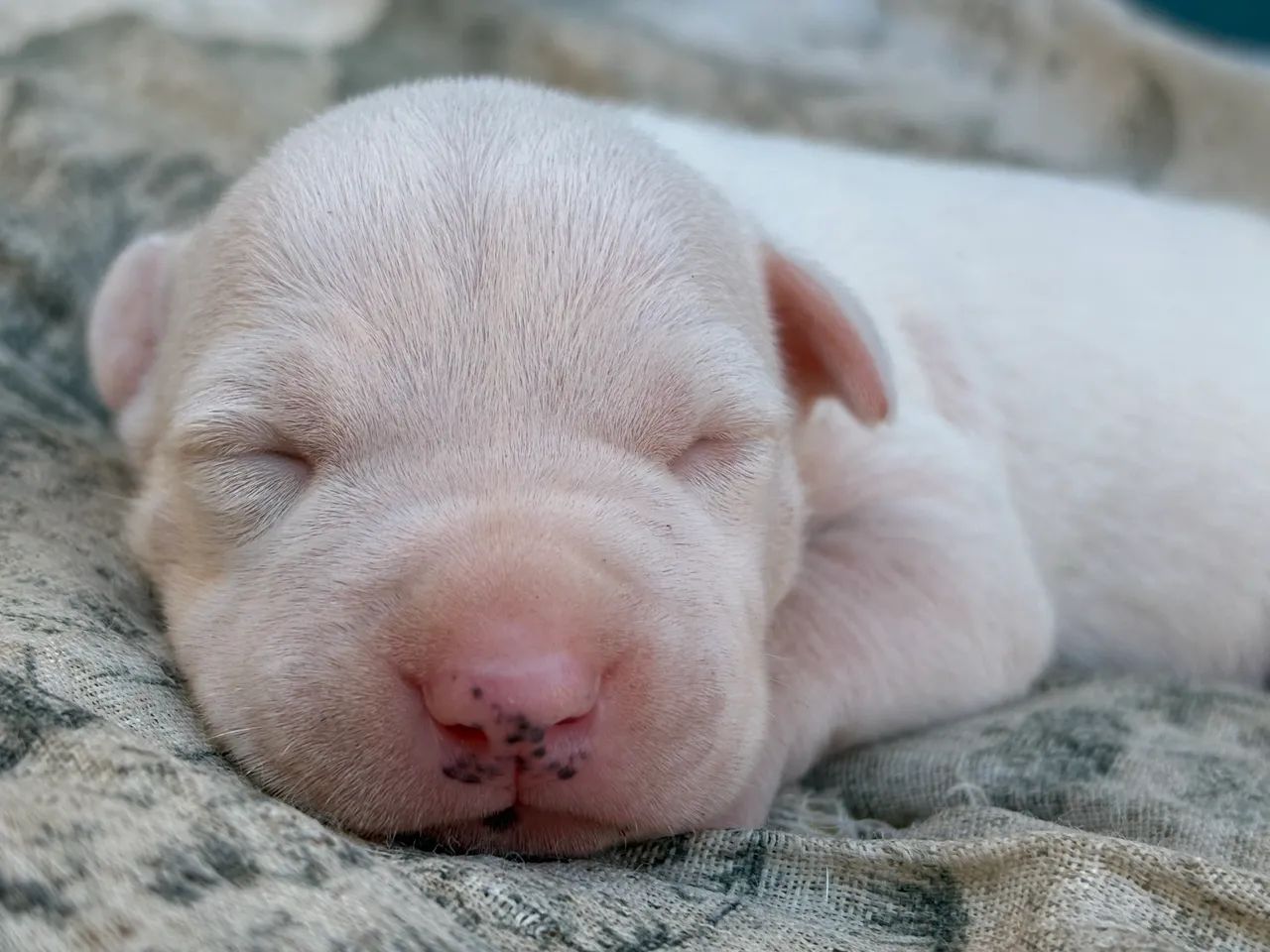 Pitbull