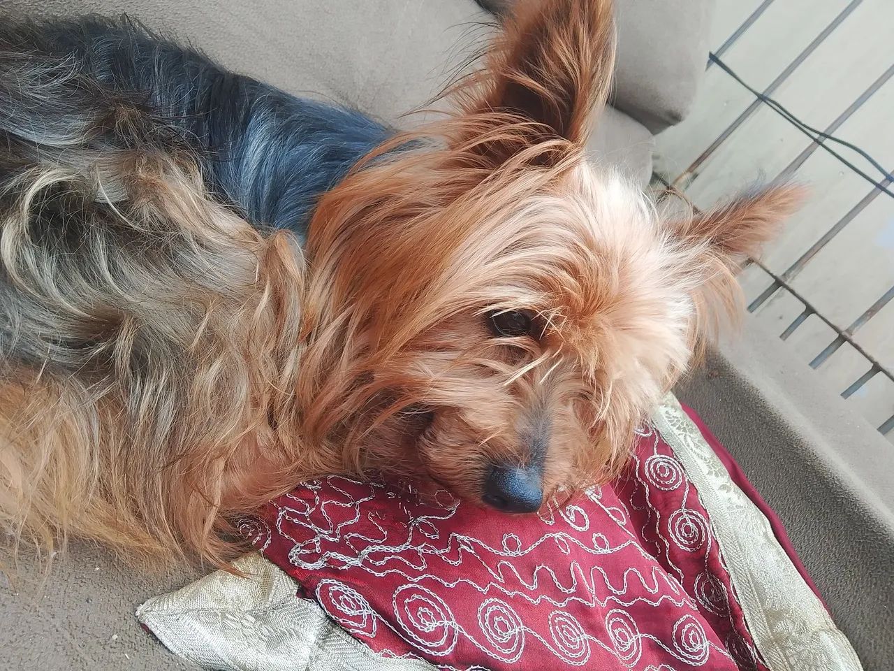 Vendo yorkshire macho 3 anos - Foto 2