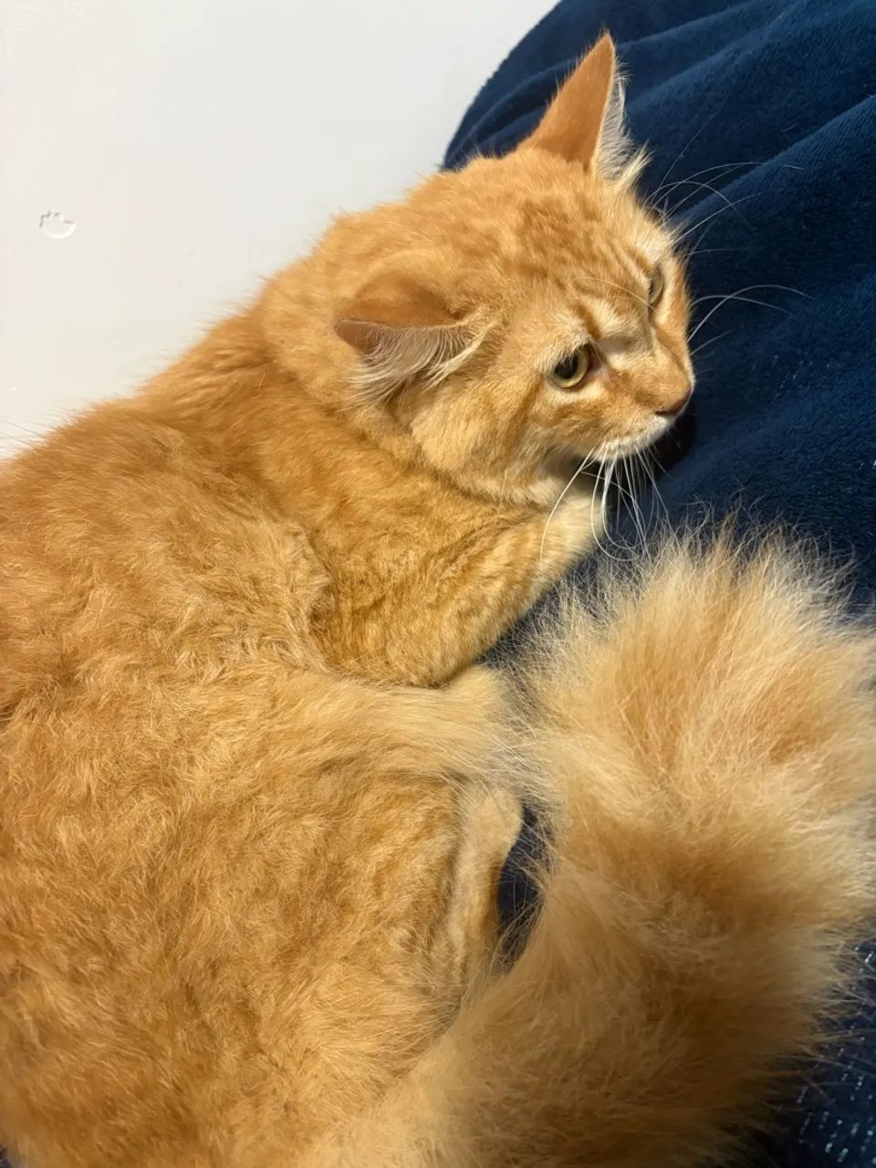 Doação gato pelo longo - Foto 3
