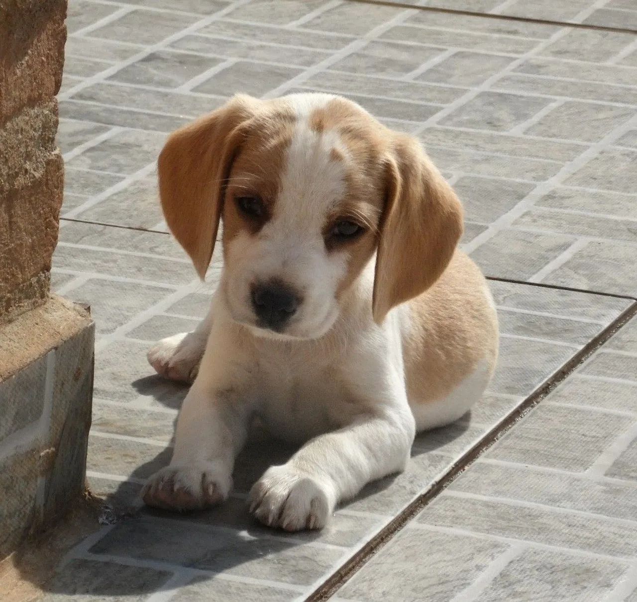 Beagle - Foto 5