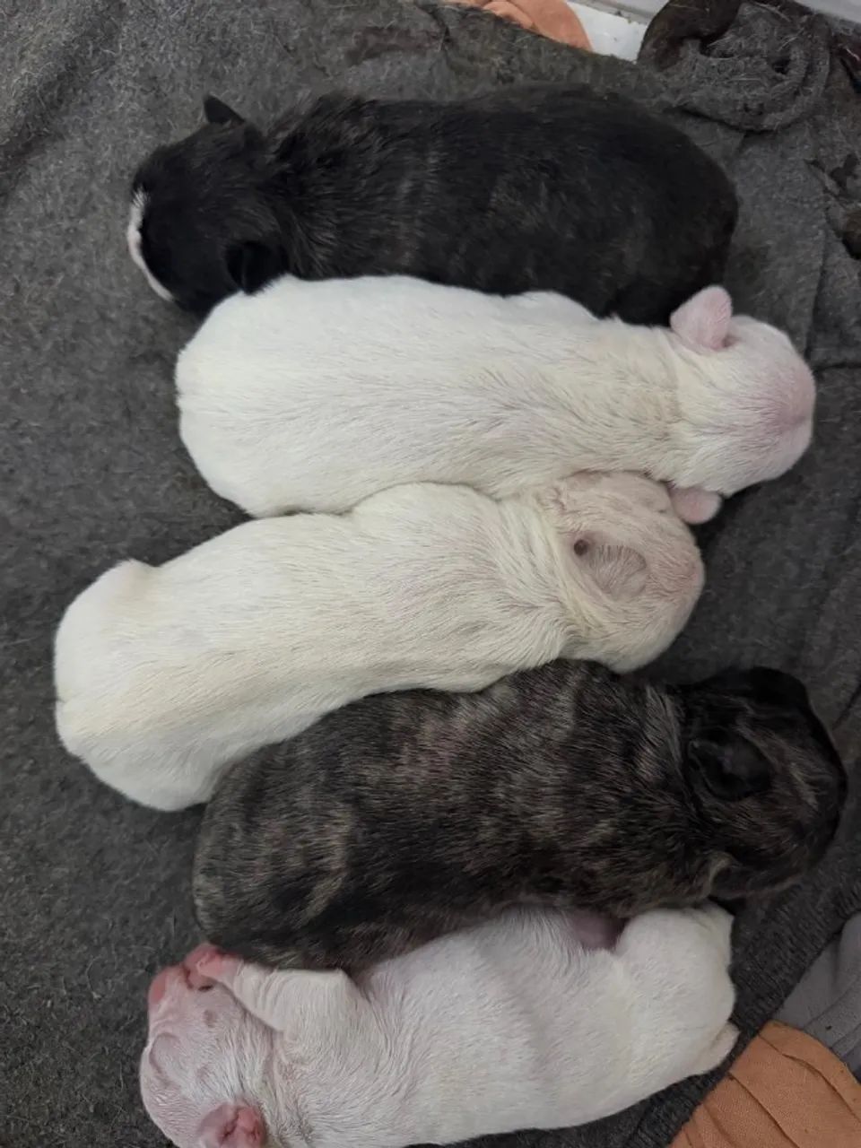 Buldogue francês  - Foto 2
