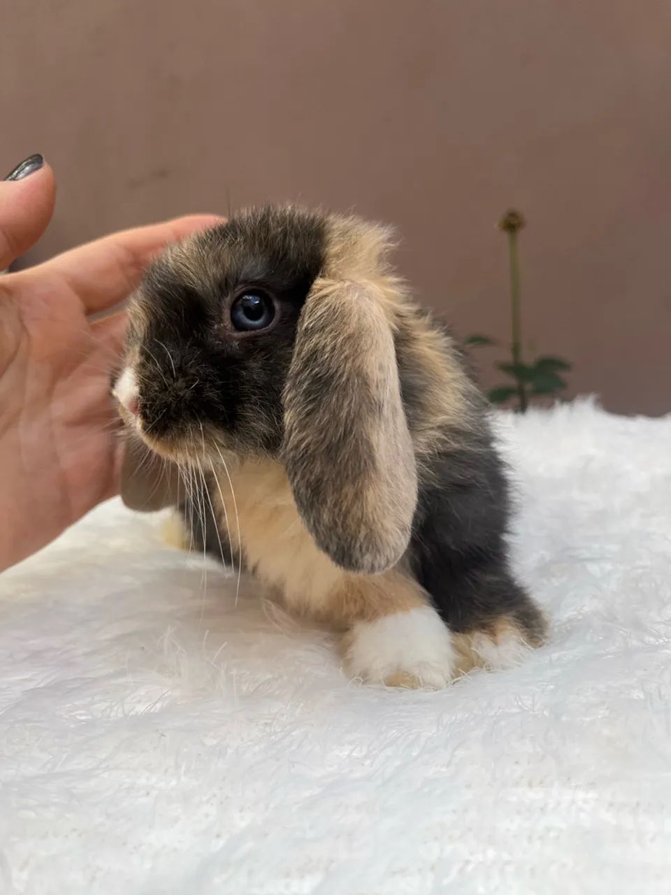 Mini coelho - Foto 3