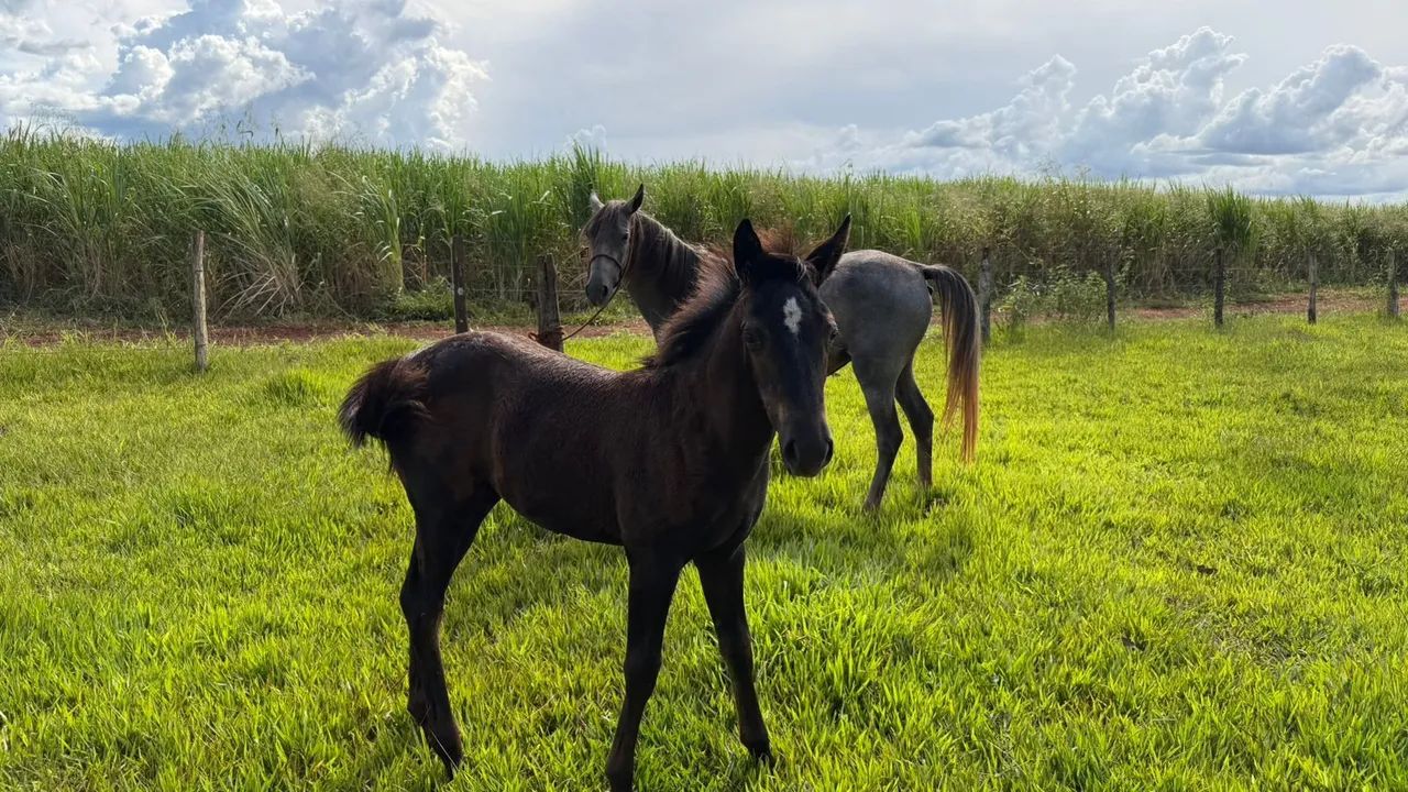 Vendo égua com a potra ! É mansa, mas ainda está com meia doma !  - Foto 2