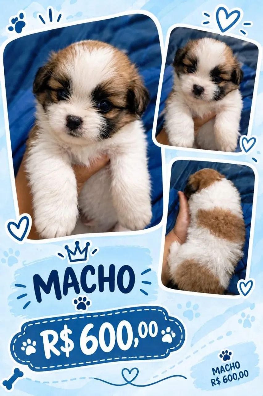 Filhotes shitzu machos  - Foto 3