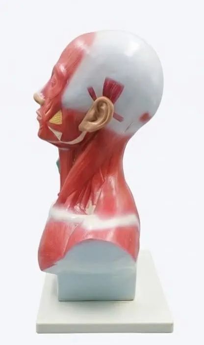 Modelo Anatômico de Musculatura Cabeça e Pescoço DV00239 - Foto 3