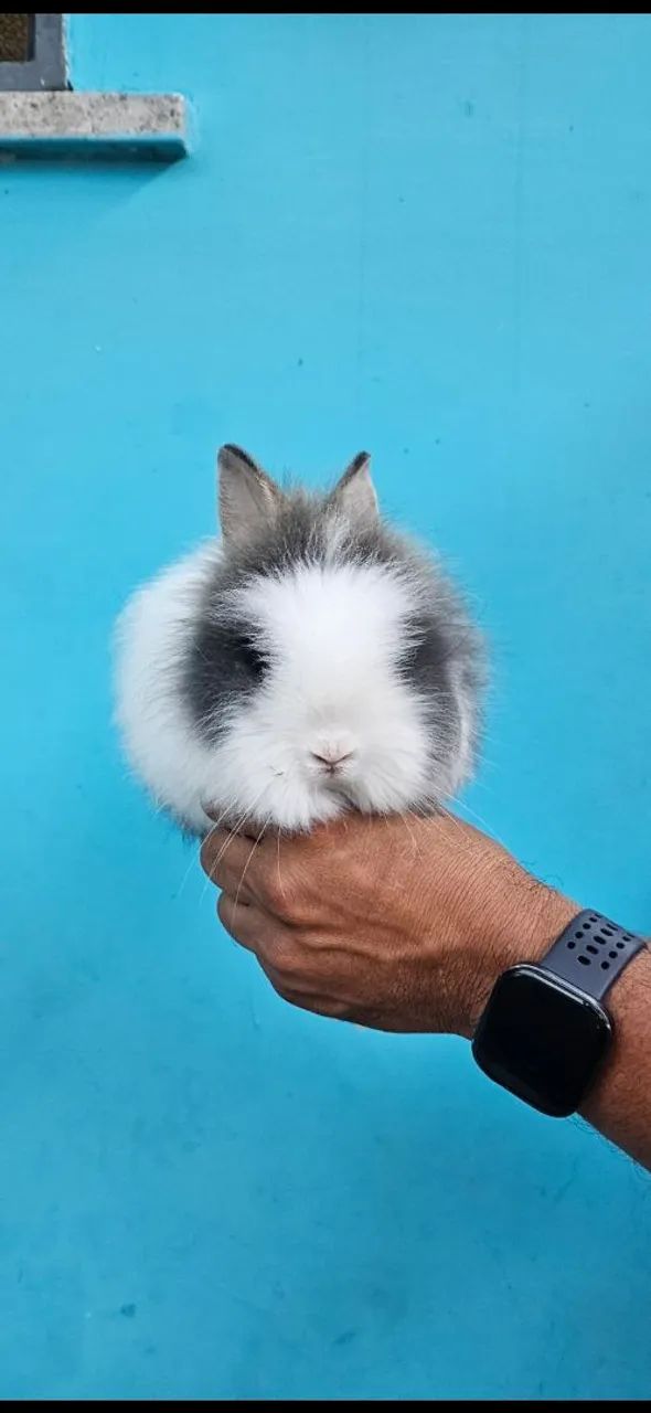 Coelhos cabeça do Leão  - Foto 3